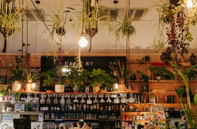 Lots of hanging plants from the ceiling at East St Cafe and Bar.