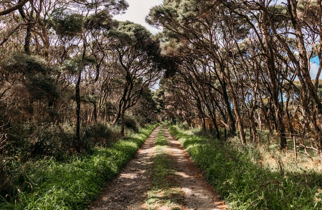 Trees overhanging a sandy walkway.