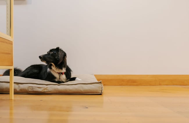 Dog lying on a pillow at Kiln Gallery.