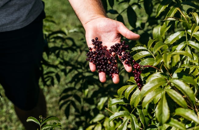 A close up of berries in a hand.