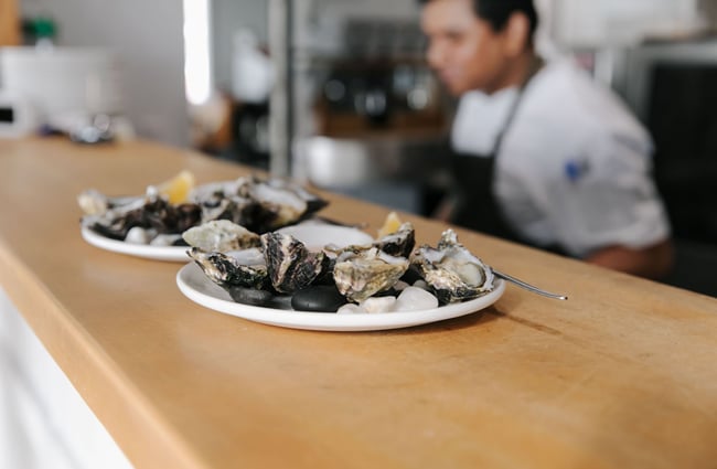 Oysters on plates at Boat Shed Cafe.