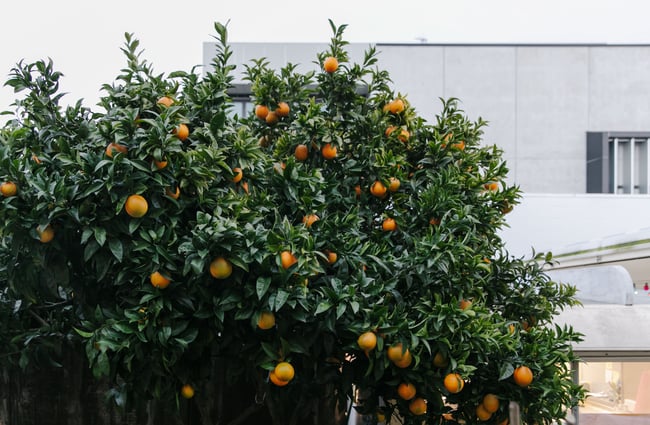 Orange tree at The Free House.