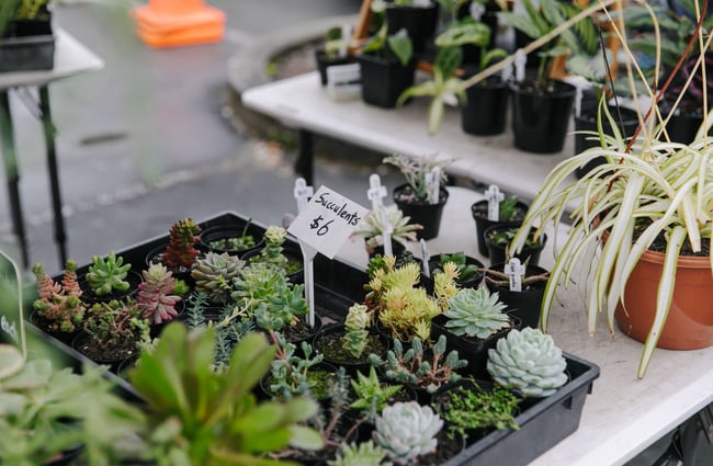 A tray of succulents for sale at The Nelson Market, Nelson.