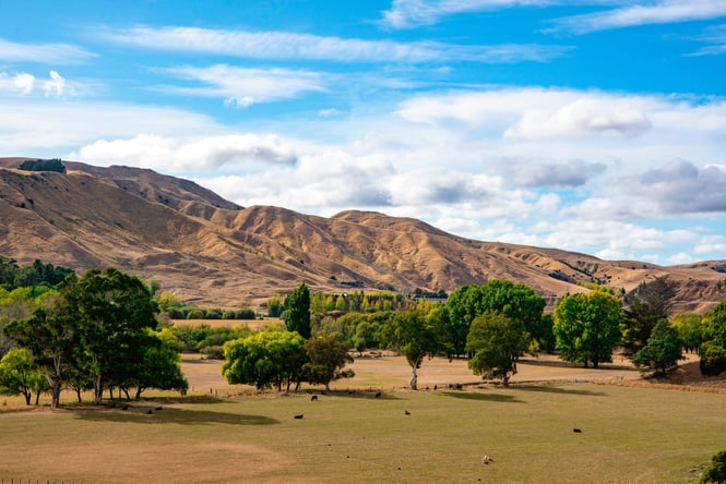 Bright green trees in front of brown rolling hills in Martinborough, New Zealand.