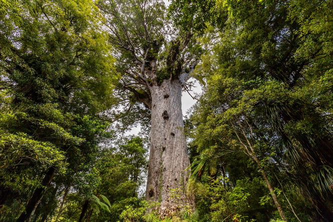The largest Kauri tree in Waipoua Kauri forest