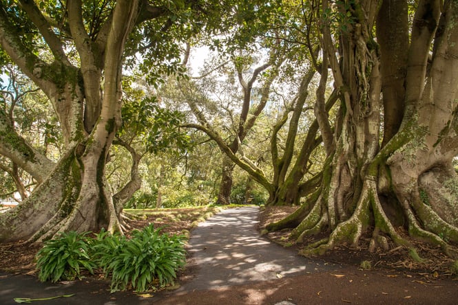 Old large trees next to a path in Albert Park Auckland.