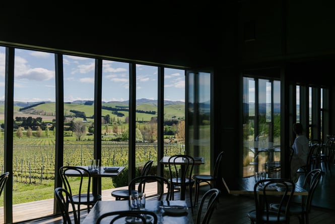 View out of window at Black Estate, North Canterbury towards vines.