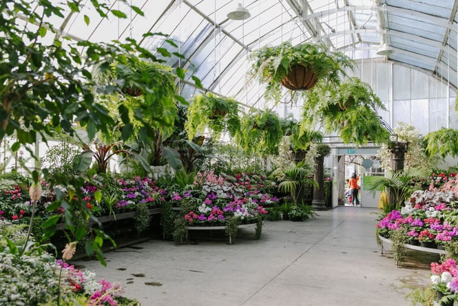 Inside the Christchurch Botanical gardens greenhouse with pink, purple and white flowers.