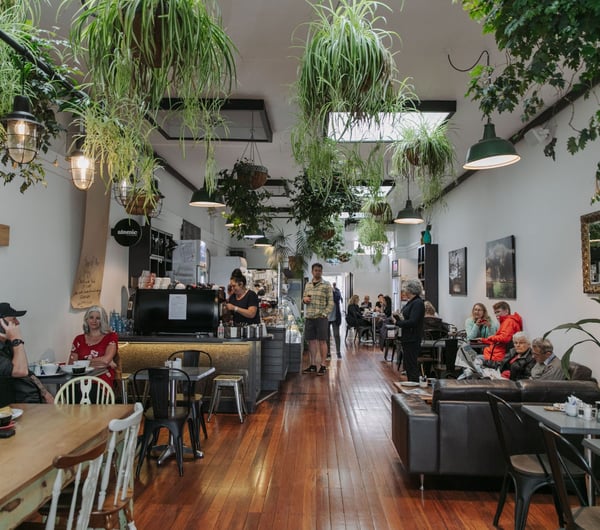 The interior view looking down the whole of the Badger & Mackerel cafe with green hanging plants.