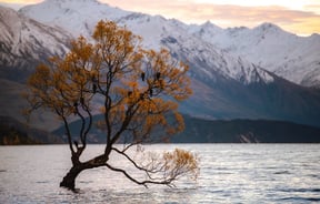 Tree growing in Lake Wānaka with snowy mountains in the background. Photograph by Casey Horner.