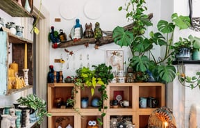 Plants and ceramic cups on display on wooden shelves.
