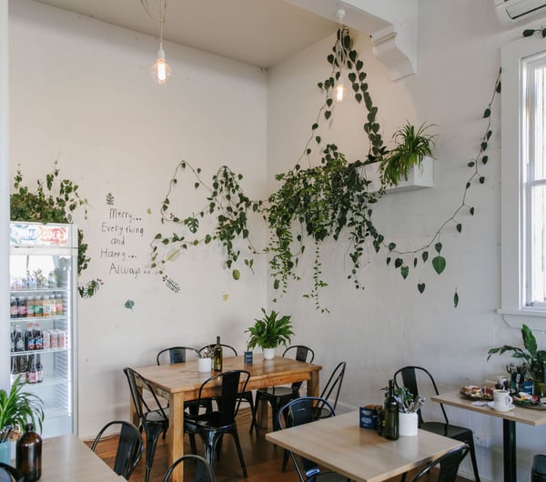 The interior of the Tees St cafe with plants hanging from shelves and the celling.