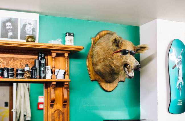 Boar head on a wall above a barber chair.