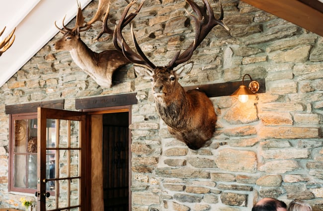 Taxidermy deer busts mounted on a schist wall inside Cardrona Hotel.