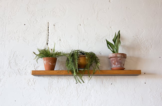 Plants against a white wall on a wooden shelf.