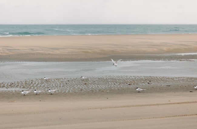 Birds on the beach at Farewell Spit.