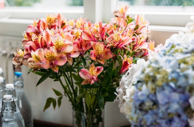 Bunches of colourful flowers in vases.