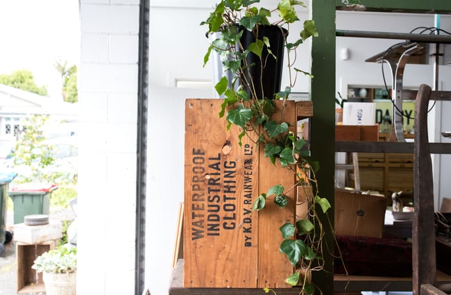 Plant hanging over a wooden crate.