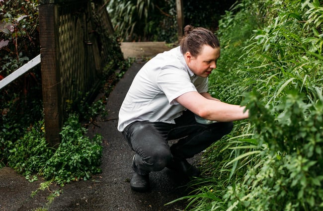 A chef picking fresh green herbs.