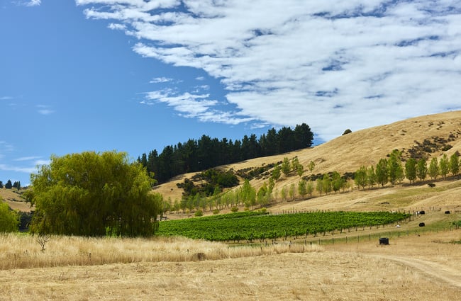 View across brown tussock land to leafy green vineyards and blue sky at Greystone Wines.