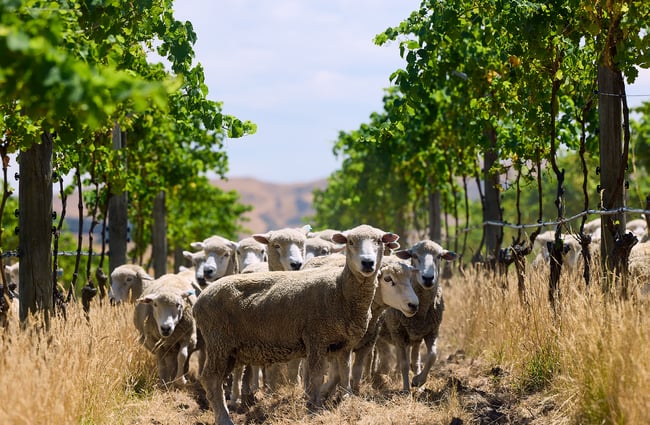 A small flock of sheep in between rows of green grapevines stare at the camera at Greystone Wines.