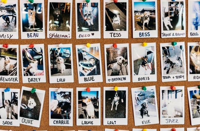 Polaroid photos of dogs at hello RANGER pinned to a corkboard, with their respective name written on each photo.
