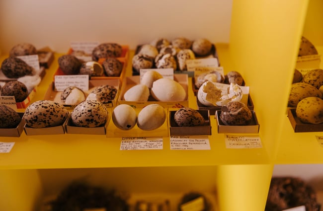 Close up of different bird eggs at Kaikōura Museum.