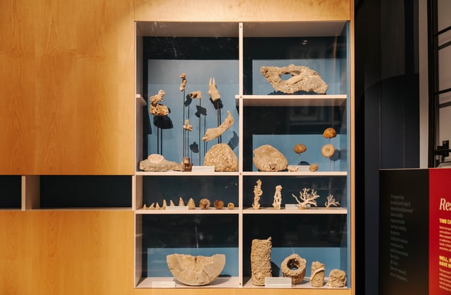 Fossils and ammonites on shelves at Kaikōura Museum.