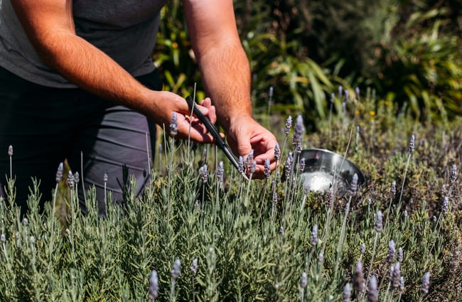 Lavender being snipped off a bush.