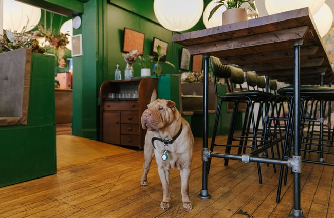 A Shar Pei dog standing inside the cafe.