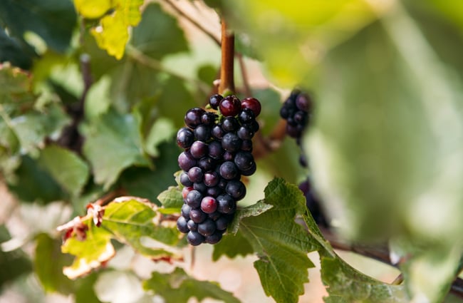 A close up of grapes on a vine.