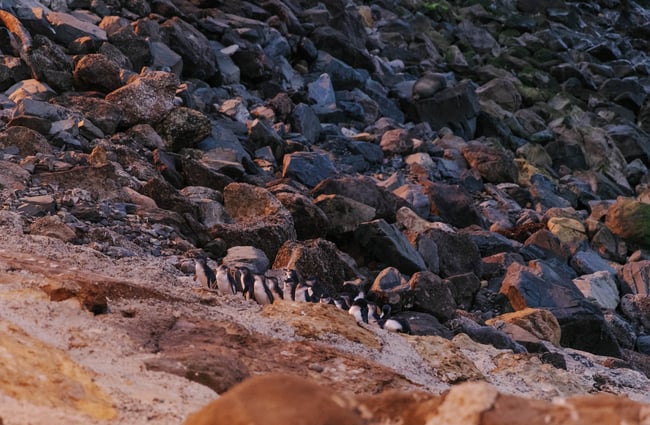 Blue penguin colony at dusk in Ōamaru.