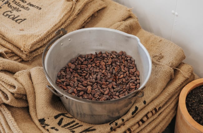 Cacao in a bucket.