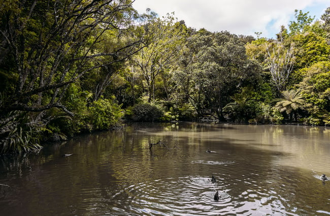 Duck pond in Percy Scenic Reserve