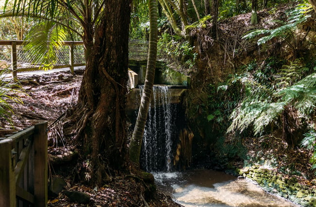 Waterfall surrounded by native NZ bush in Percy Scenic Reserve