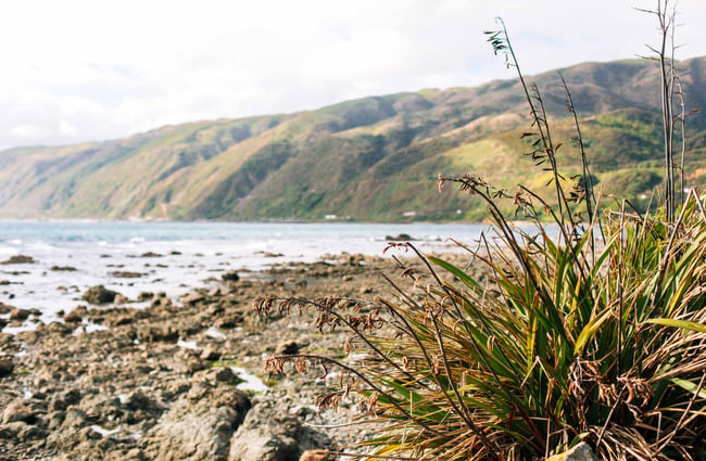 Tussock and rocks along the beach.