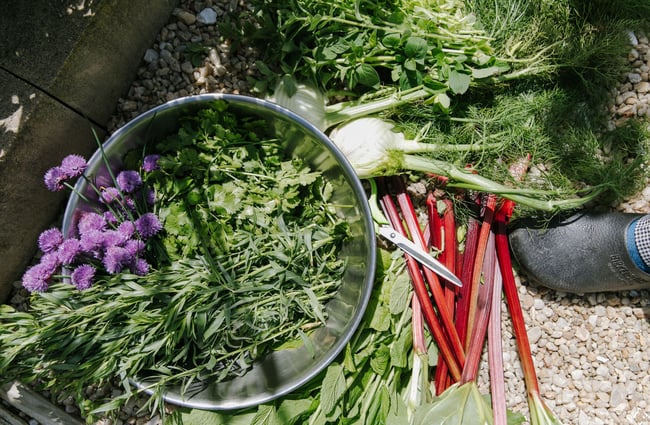 A birds eye view image of different vegetables and herbs freshly pulled from the garden.