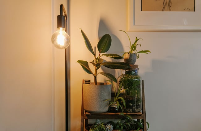 Light and plants on shelving unit at Six Ounces, Christchurch.