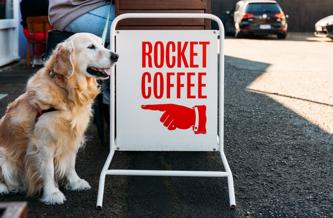 A Golden Retriever beside the footpath Rocket Coffee sign outside Space Cadet, Hamilton.