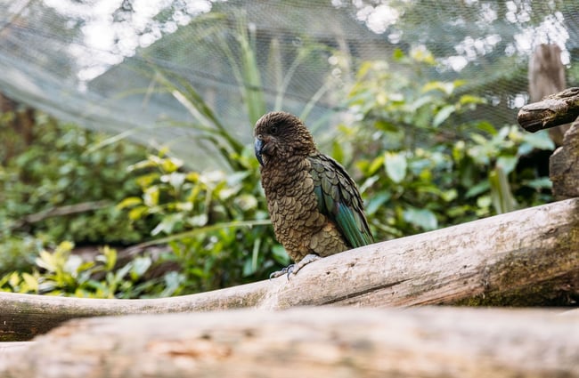 Close up of kea bird in aviary