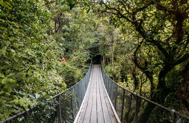 Bridge surrounded by native New Zealand bush