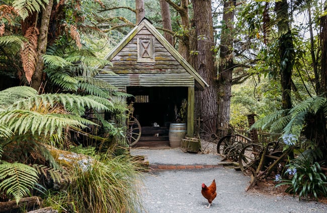 Chickens outside an old shack surrounded by native bush