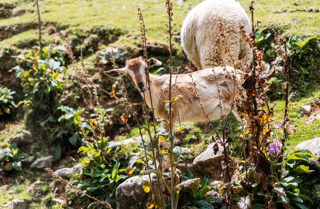 Baby goat peering through flowers and tussock