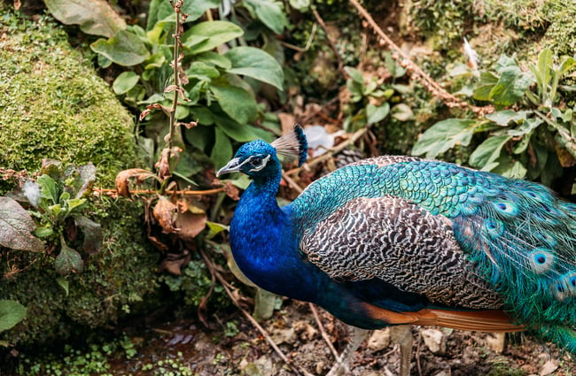 Close up of iridescent peacock