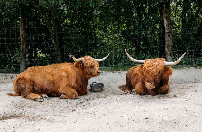 Two Highland cattle sitting in nature reserve