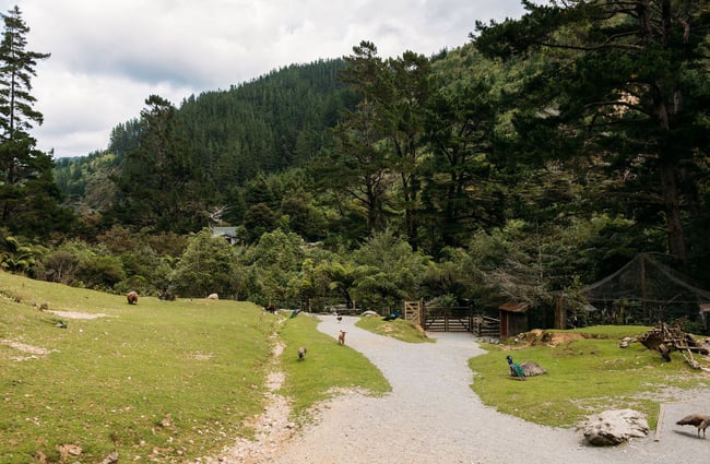 Overview of nature reserve with a range of native New Zealand species wandering around
