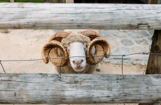 Close up of a ram with big curly horns