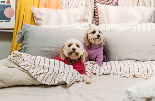 Two white dogs wearing colourful sweaters on a bed.