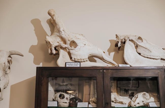 Skulls on display
