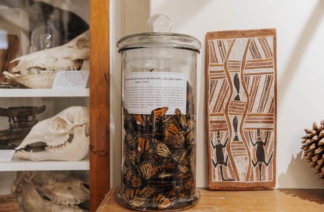 Monarch butterflies in a jar.